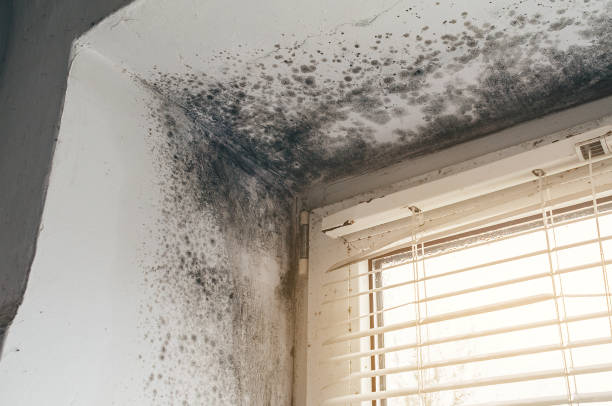 Affordable Attic Mold Remediation solutions in Carrollton, IL