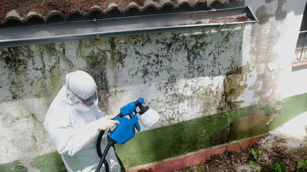 Top rated local Attic Mold Remediation specialists in Carrollton, IL